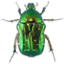 OyO